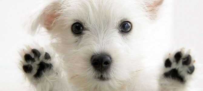 dogkit