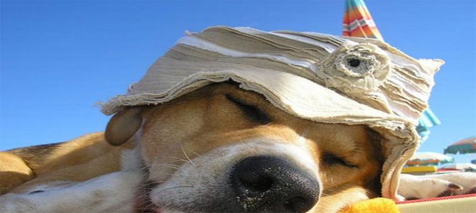 Un hotel di Rimini distribuisce sacchetti per cani