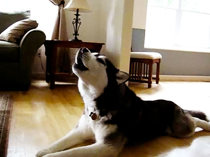 husky gwen stefani