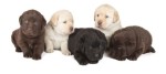 labrador cuccioli