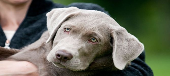 cane salva donna anziana