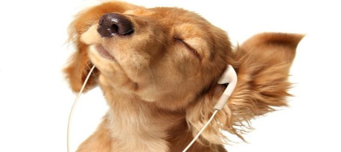 I cani amano ascoltare la musica leggera