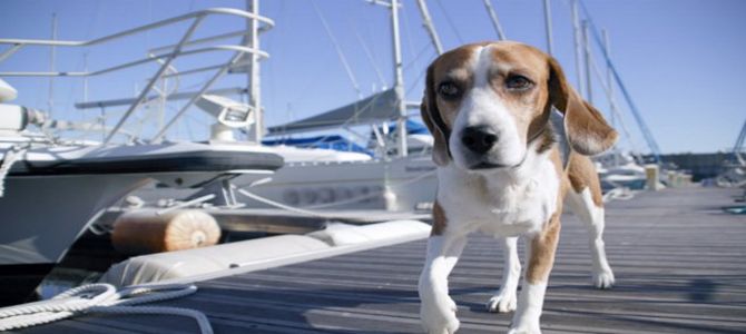 Palermo-Genova solo andata per i cani randagi