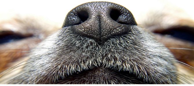 Diabete, l’olfatto dei cani sensibile all’isoprene