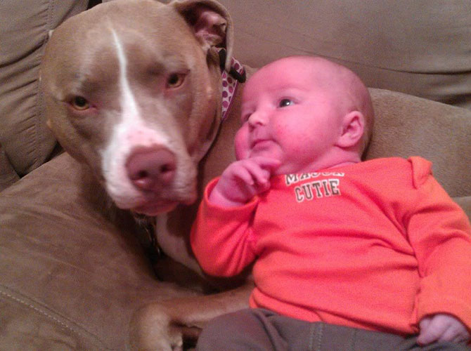 pitbull bimbi