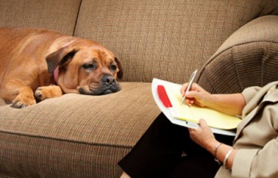 Cane pericoloso? Vai dallo psicologo