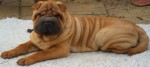sharpei