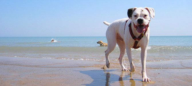 I brindisini chiedono una spiaggia per i cani