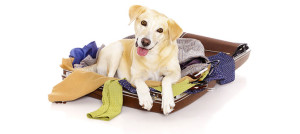vacanza cane