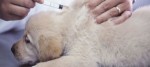 vaccinazione cani
