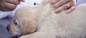 vaccinazione cani