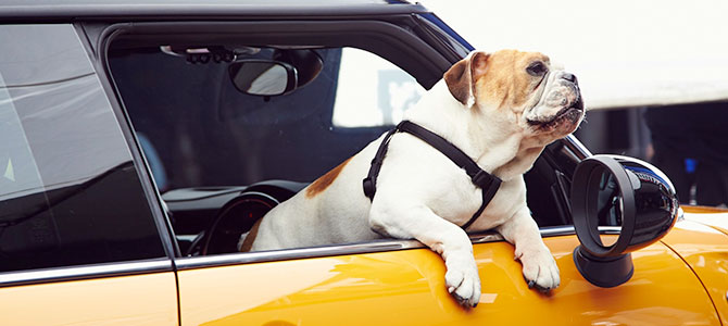 viaggio con fido