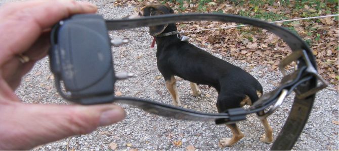 Collare elettronico? Non è una sevizia per il cane