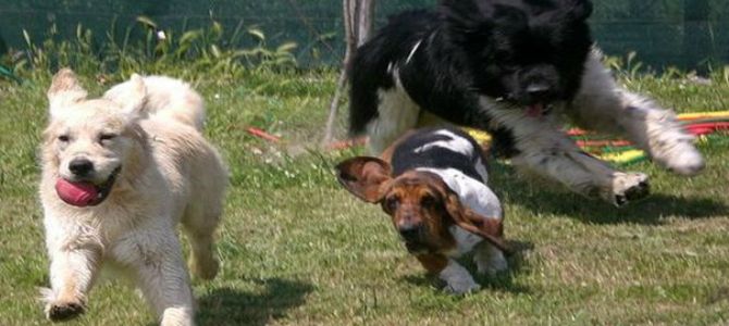 cani in vacanza