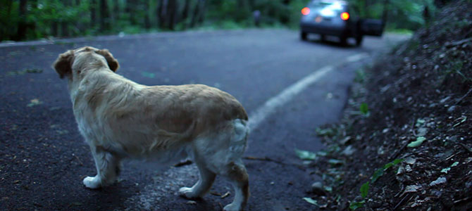 abbandono cani