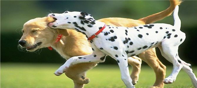 area cani arcuano