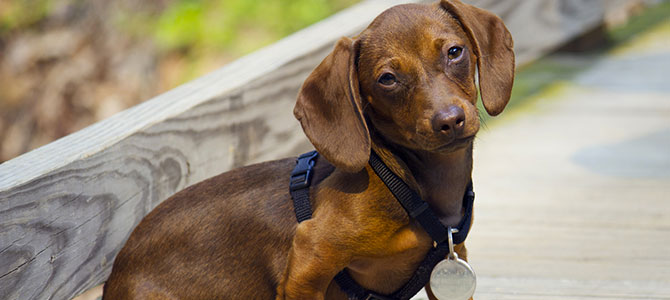 I bassotti? I cani più aggressivi