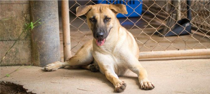 Boonrod, salvato dalla mattanza dei cani da macello