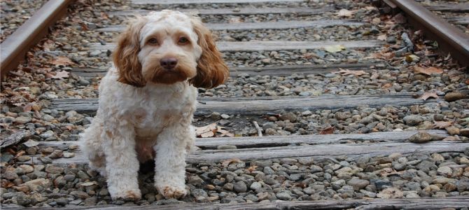 cane abbandonato 1