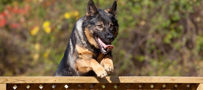 Cane che scappa dal cancello? Ecco come evitarlo