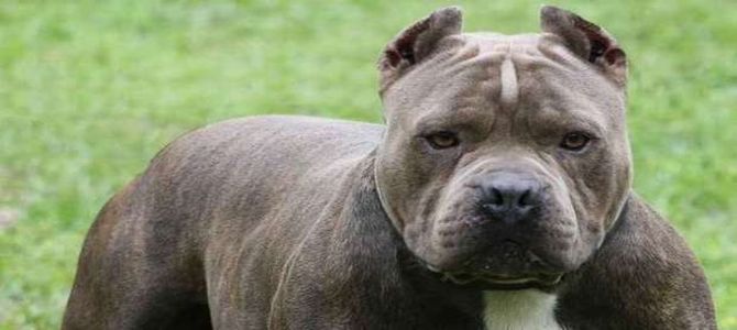 cane dominante