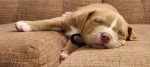 cane dorme