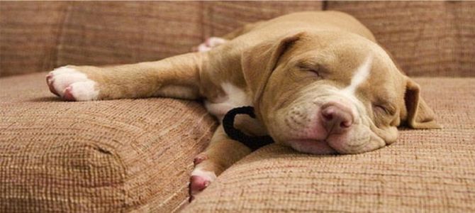 cane dorme