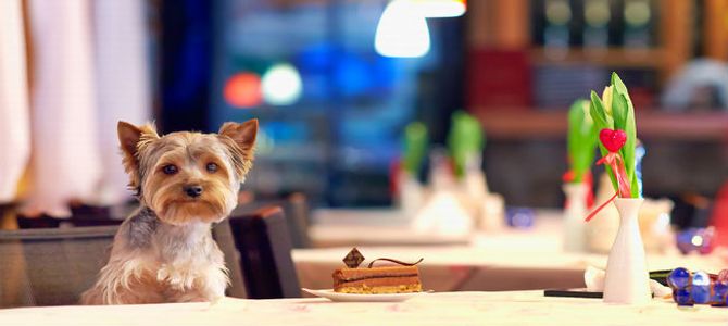 Anche gli hotel di lusso diventano pet friendly