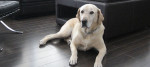 Divertirsi col cane… anche dentro casa