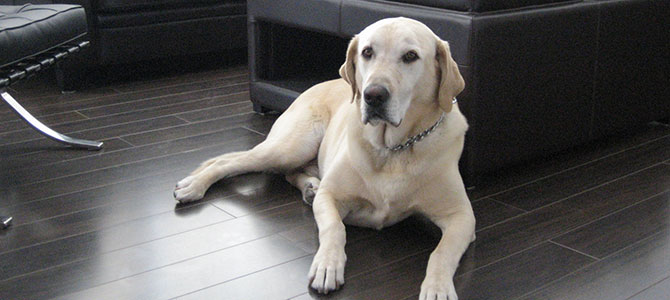 Divertirsi col cane… anche dentro casa