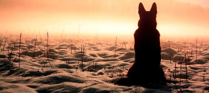 I cani e il lutto: è una storia vera?