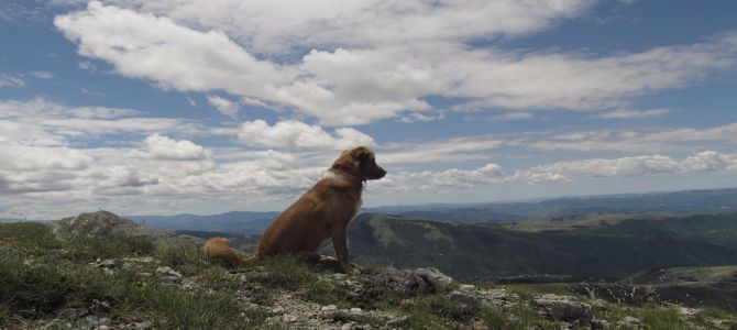 cane montagna