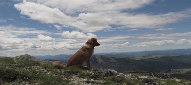 Sulle Dolomiti ci si va insieme a Fido