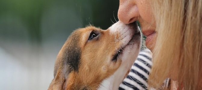 cani e vendetta