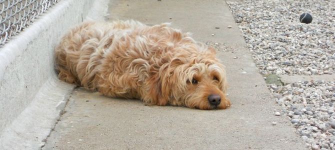 cane randagio