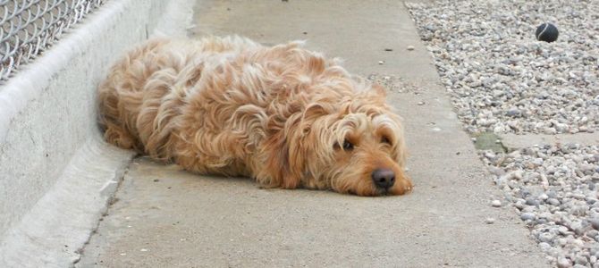 Presto ad Eboli un rifugio per cani randagi