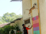 cane salto alto