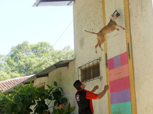 cane salto alto