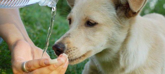 Consigli anti caldo per Fido & Co