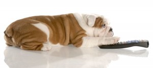 telecomando per cani