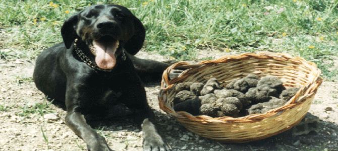 Un corso per i cani da tartufo e i loro padroni