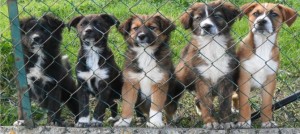 app per adozione cani