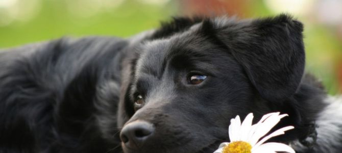 I fiori di Bach fanno bene anche ai cani