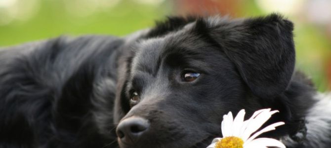cani fiori bach