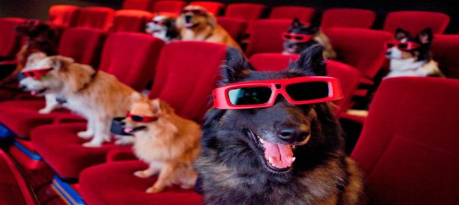 cani a teatro