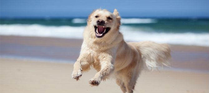 In spiaggia con Fido