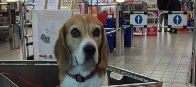 Anche Despar diventa supermercato dog friendly