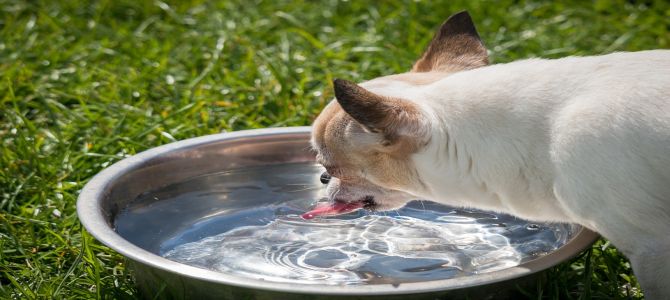 A San Severo, ciotole d’acqua per i cani randagi