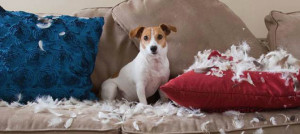 comportamenti scorretti cane