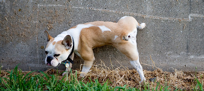 deiezioni cane